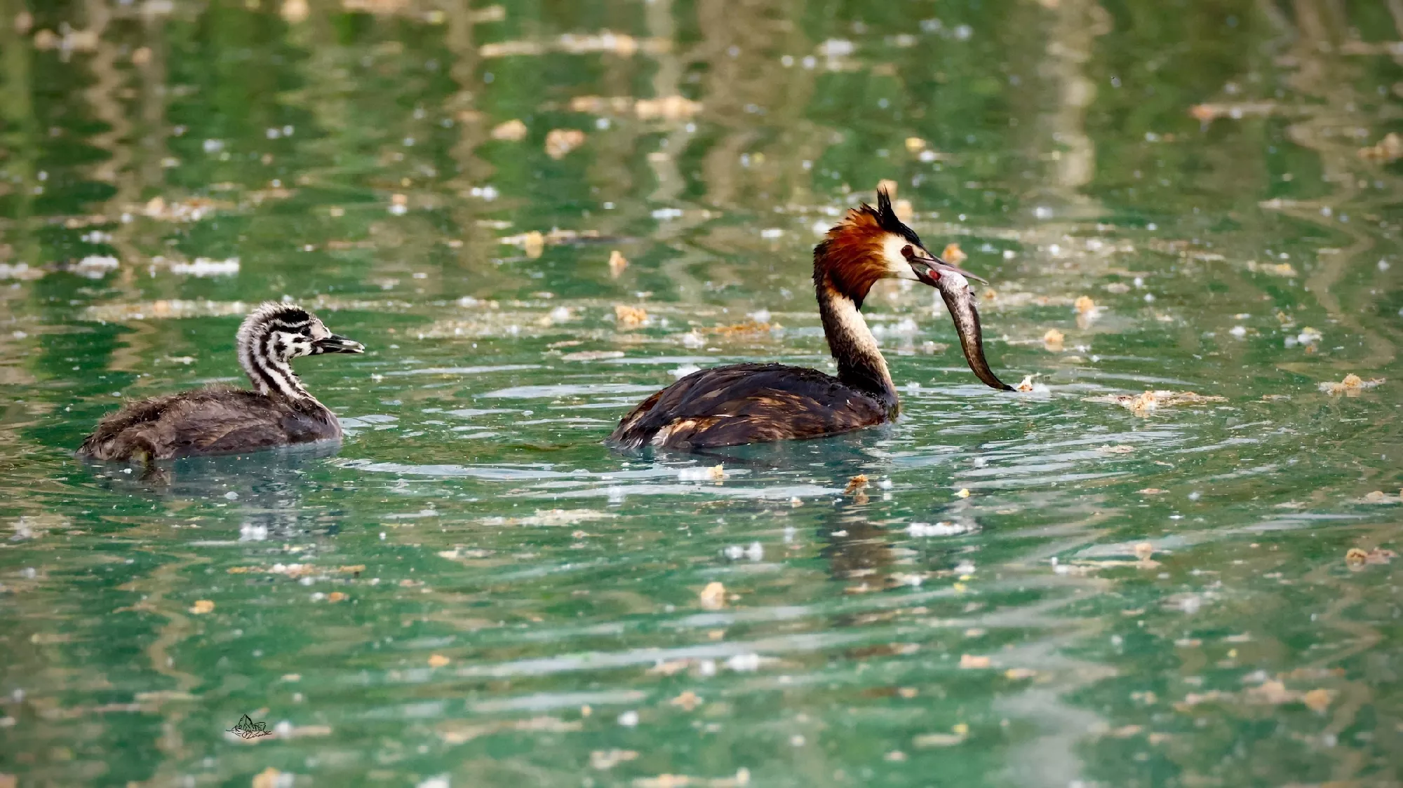 Portfolio/Europe/Photos/0231_Z9A9766_grebe huppe.webp
